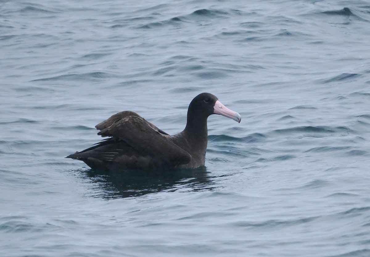 Short-tailed Albatross - ML646610247