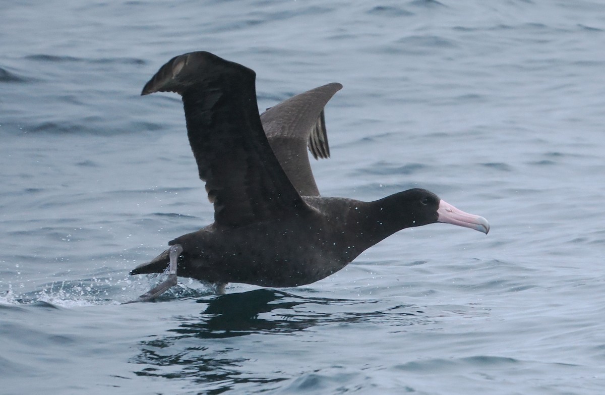 Short-tailed Albatross - ML646610248