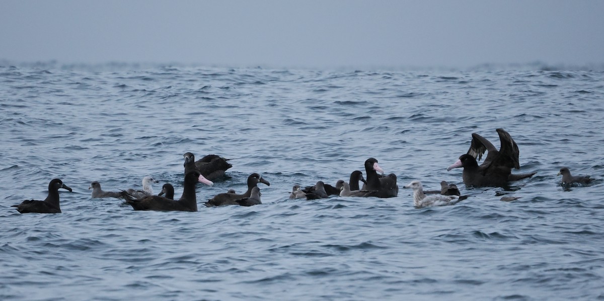 Short-tailed Albatross - ML646610249