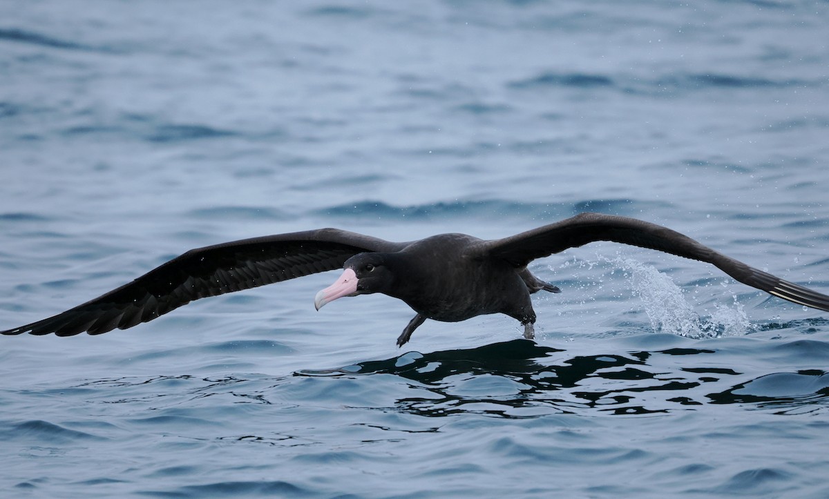 Short-tailed Albatross - ML646610250