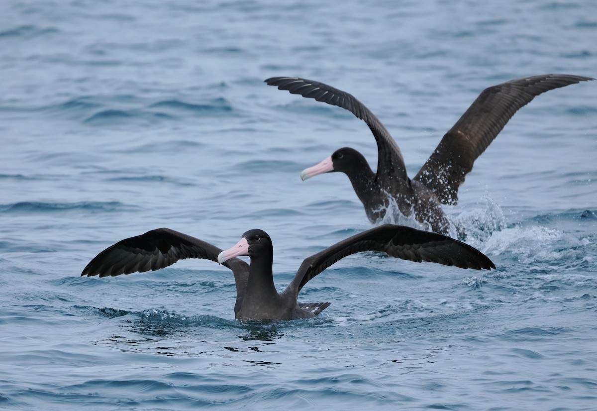 Short-tailed Albatross - ML646610251
