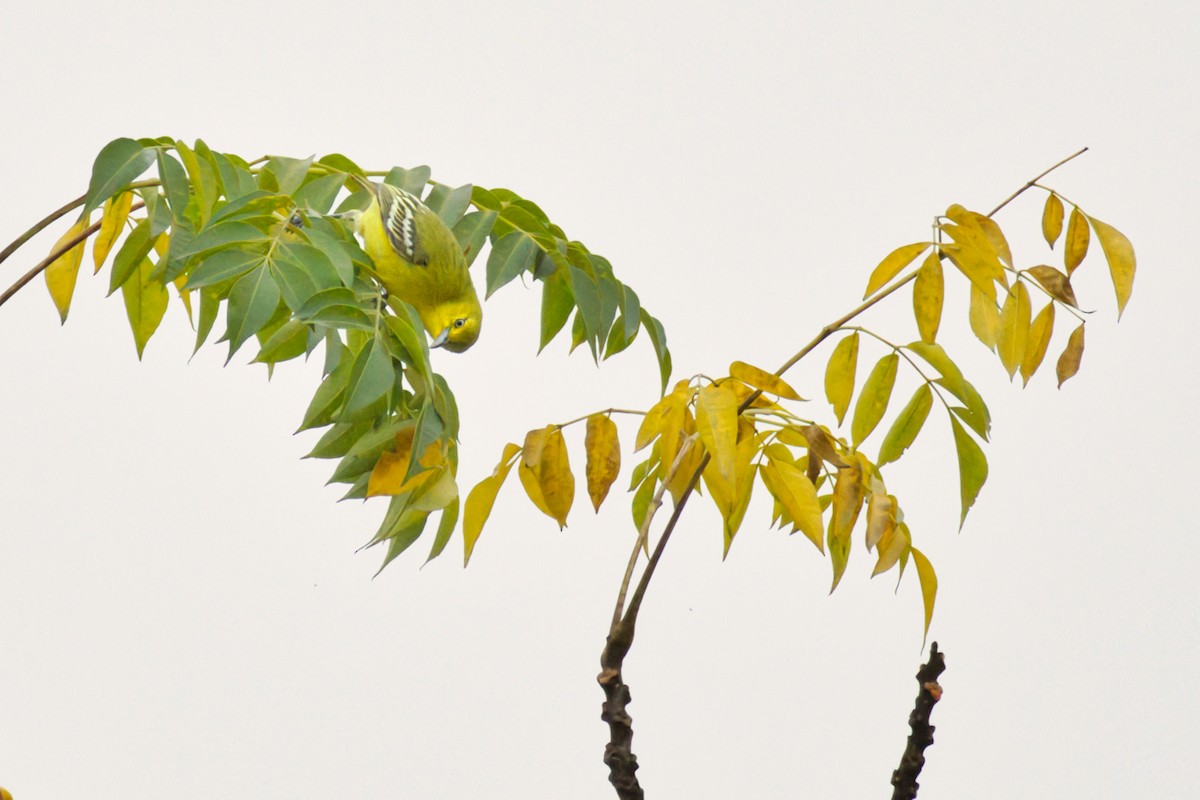 Common Iora - ML646610252