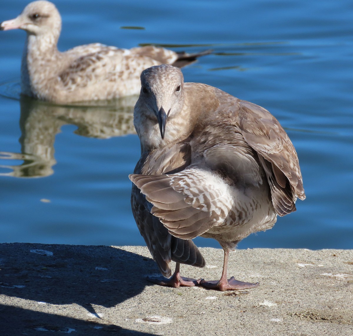 West- x Beringmöwe (Hybrid) - ML646610253