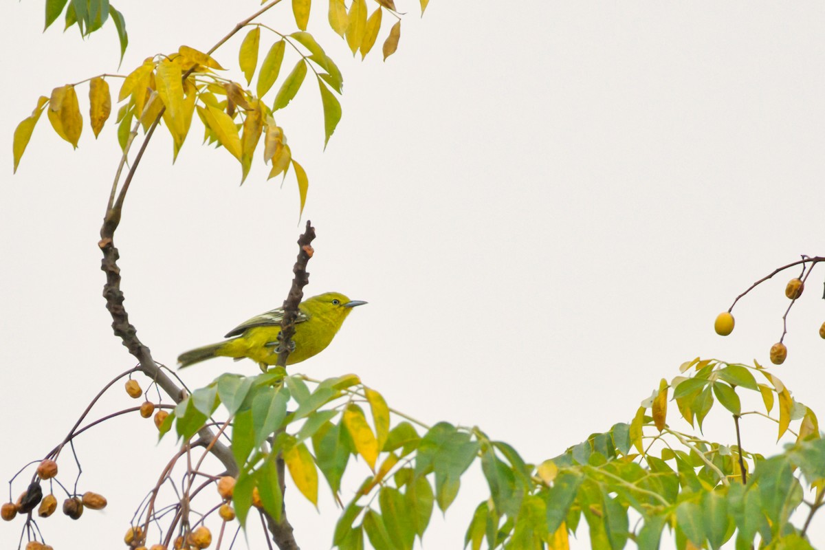 Common Iora - ML646610255