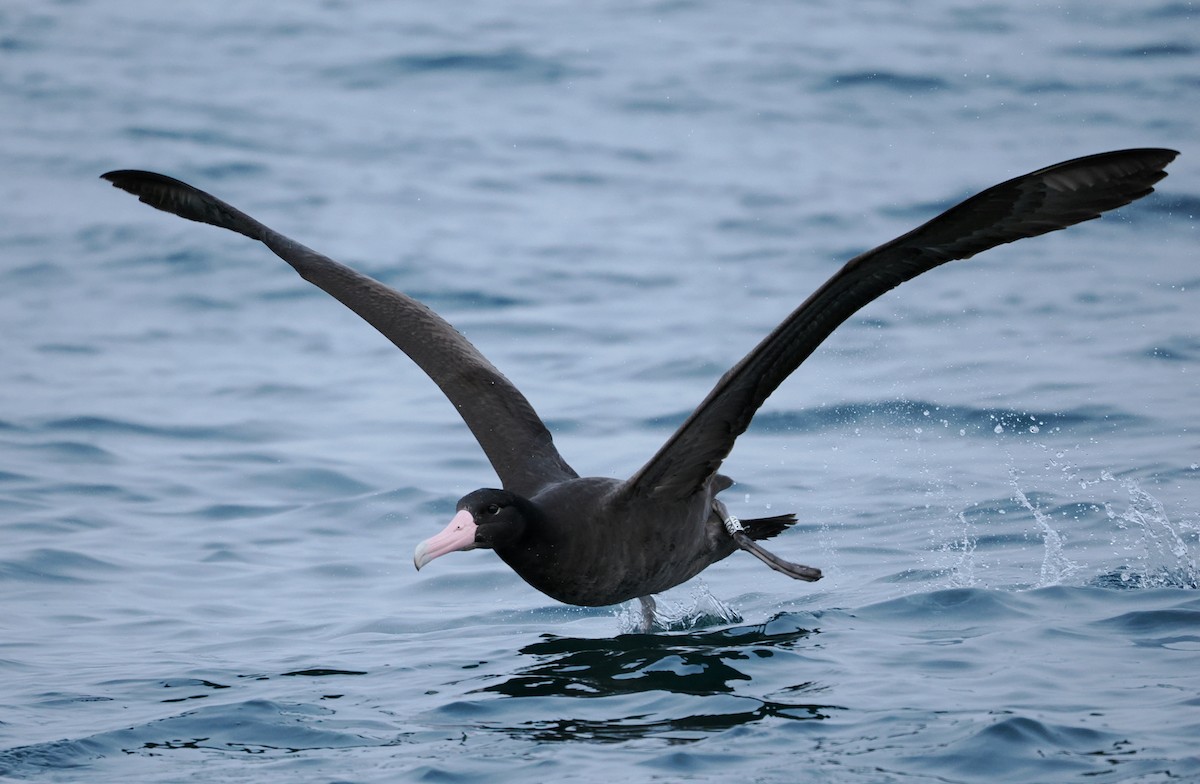 Short-tailed Albatross - ML646610256