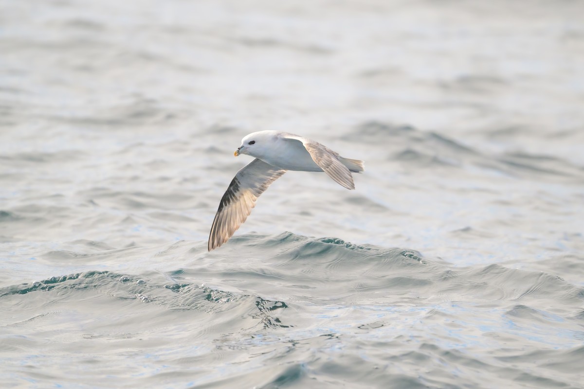 Northern Fulmar - ML646610258