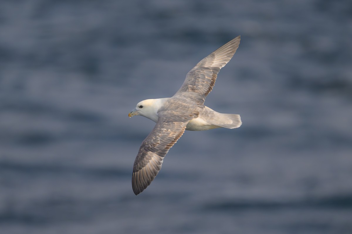 Northern Fulmar - ML646610259
