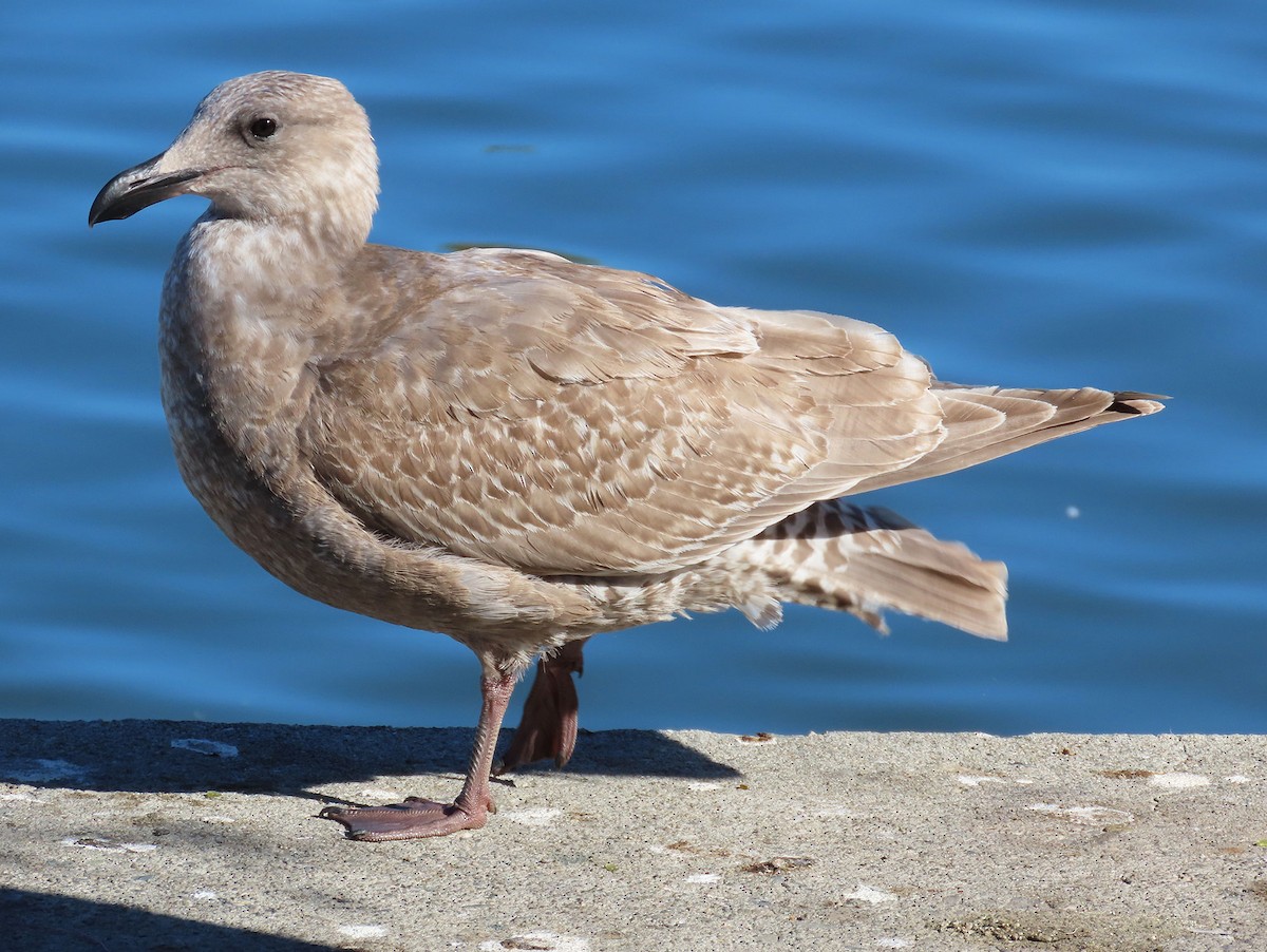 West- x Beringmöwe (Hybrid) - ML646610261