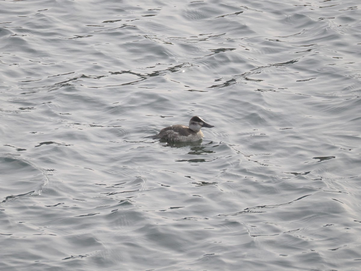 Ruddy Duck - ML646610262