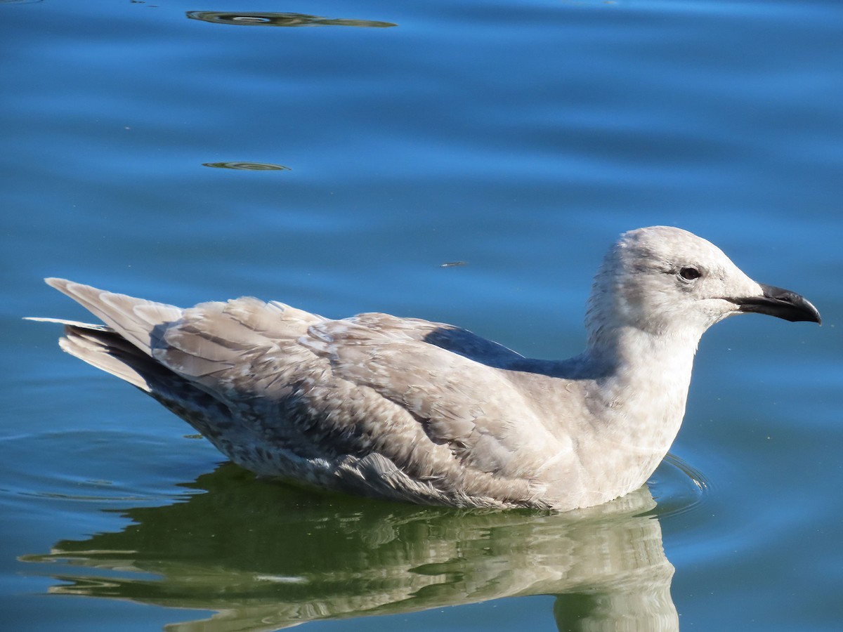 Beringmöwe - ML646610263