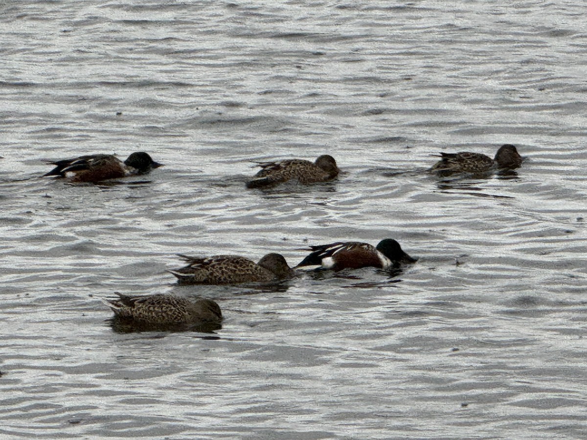 Mestolone - ML646610265