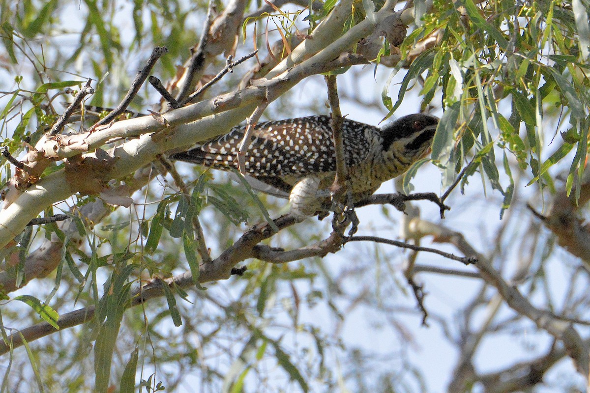 Coucou bleuté - ML646610266