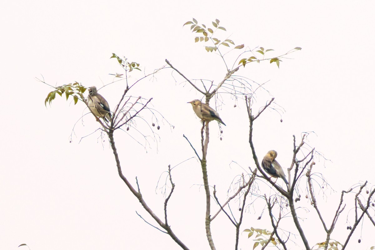 Red-billed Starling - ML646610268
