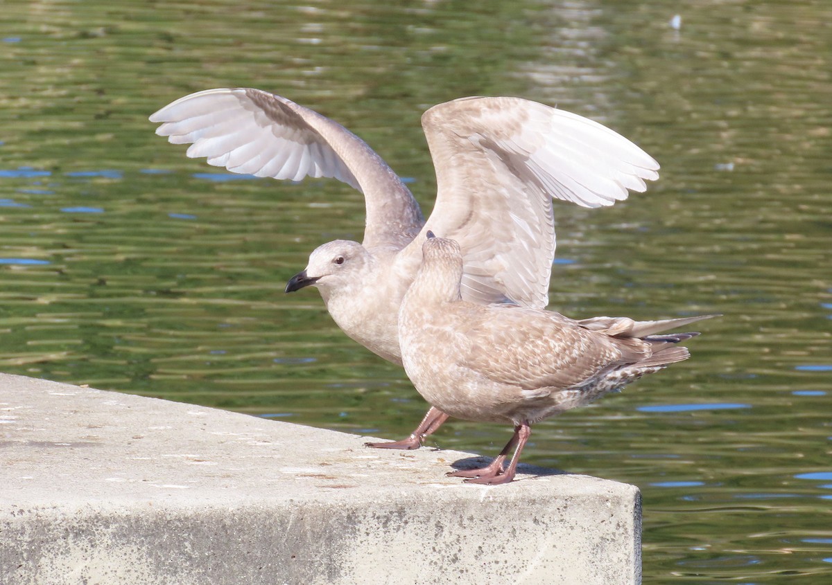 West- x Beringmöwe (Hybrid) - ML646610269