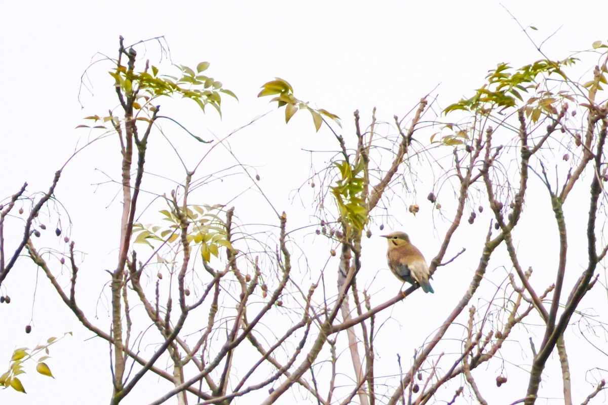 Red-billed Starling - ML646610270