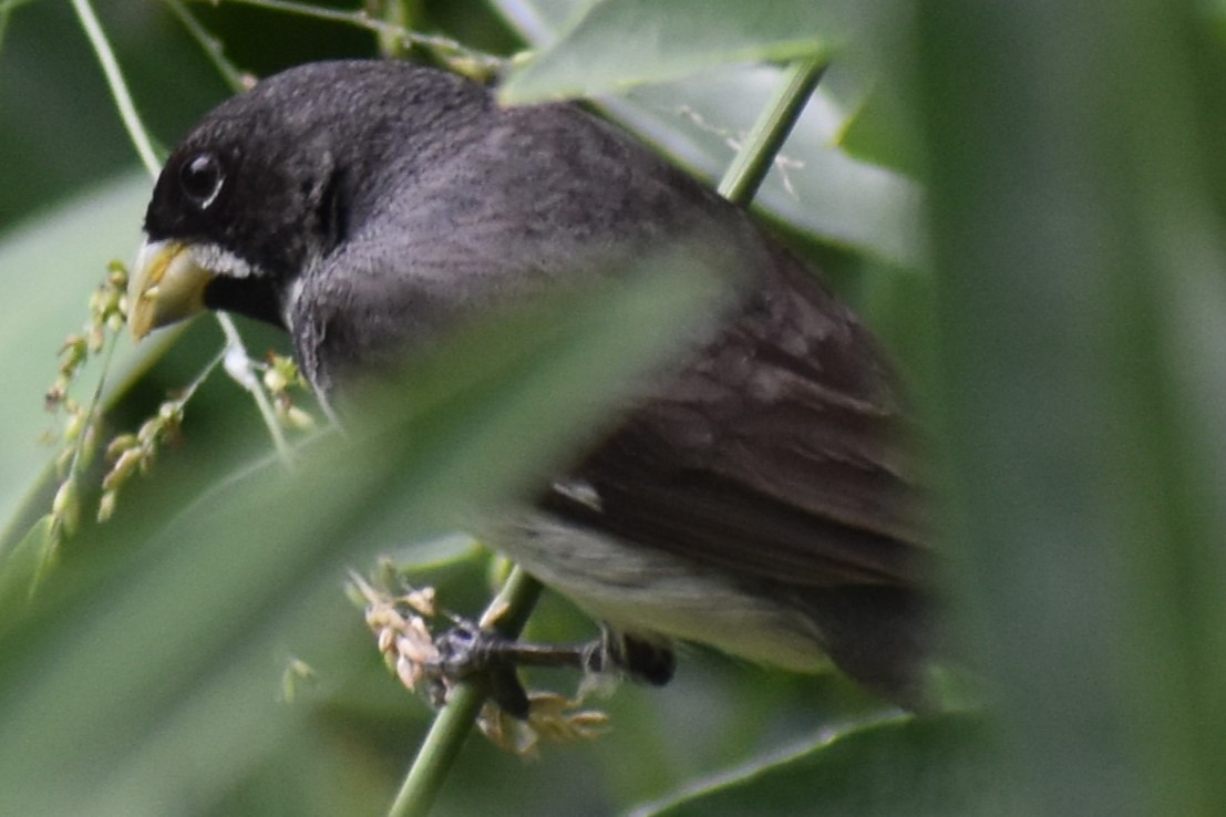 Double-collared Seedeater - ML646610271