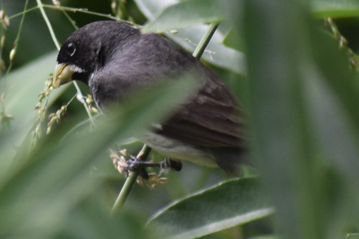 Double-collared Seedeater - ML646610272