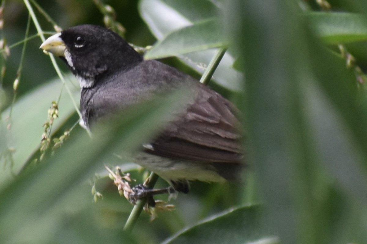 Double-collared Seedeater - ML646610273