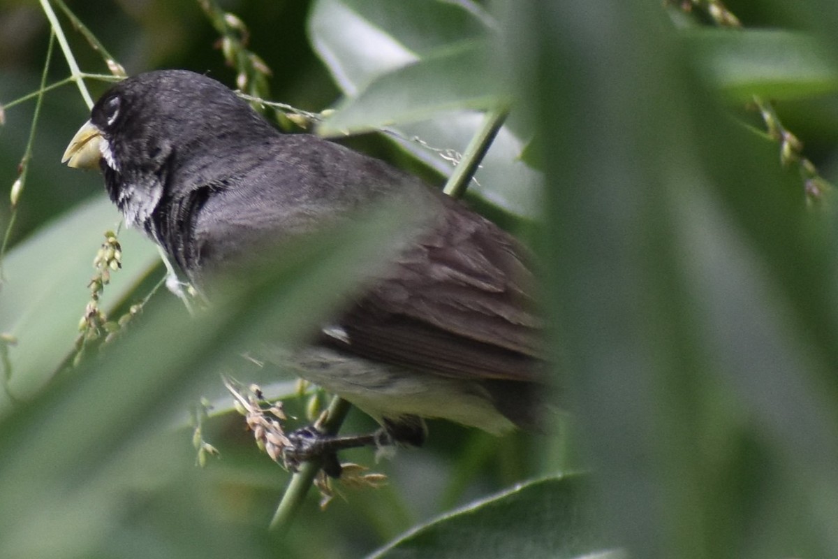 Double-collared Seedeater - ML646610274
