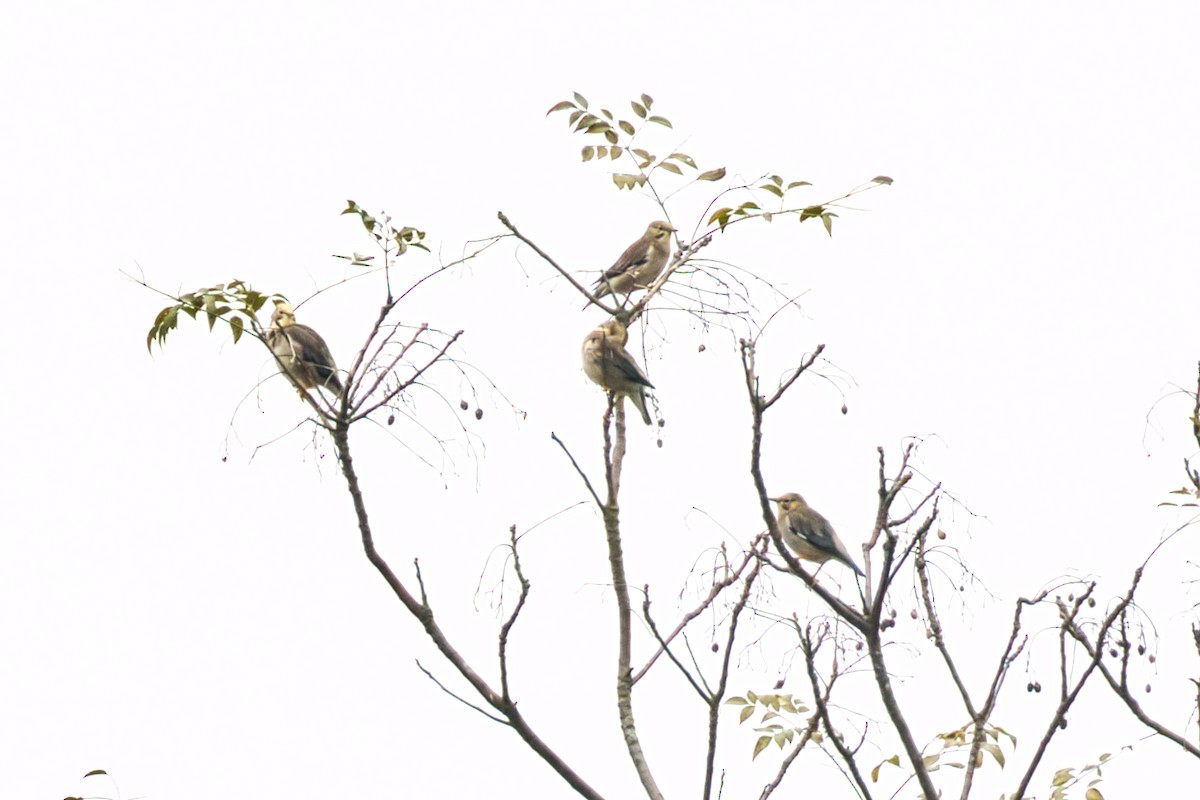Red-billed Starling - ML646610275