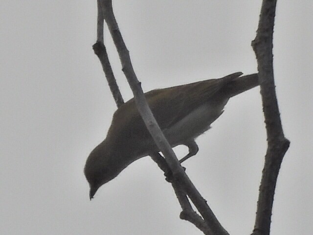 ハシブトハナドリ - ML646610276