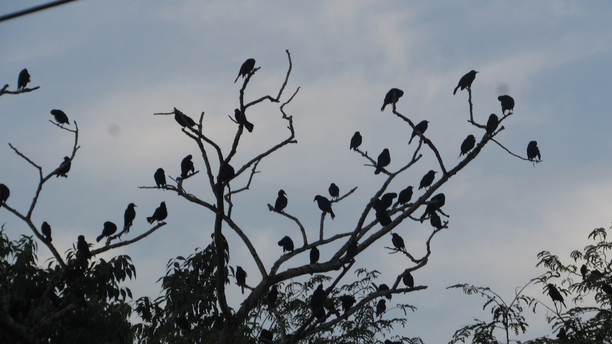 Trauergrackel - ML646610277