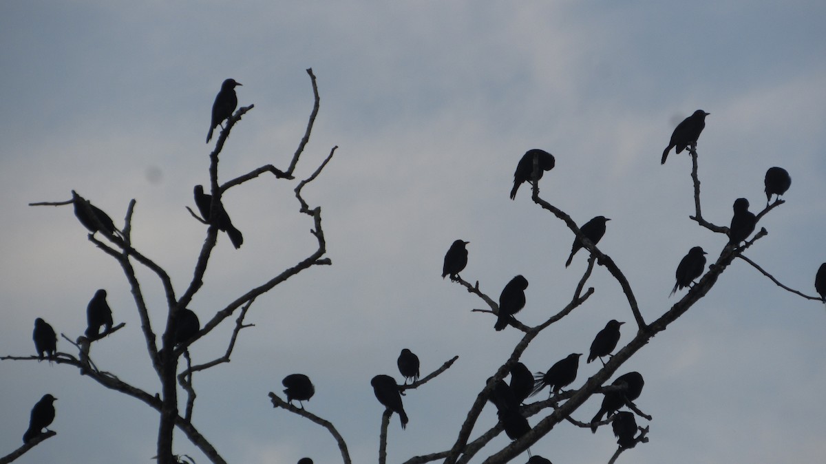 Trauergrackel - ML646610278