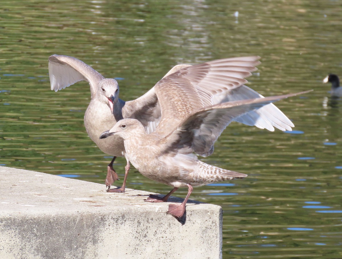 West- x Beringmöwe (Hybrid) - ML646610280