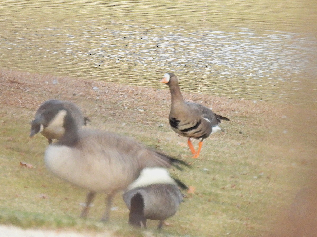 Oca lombardella - ML646610282