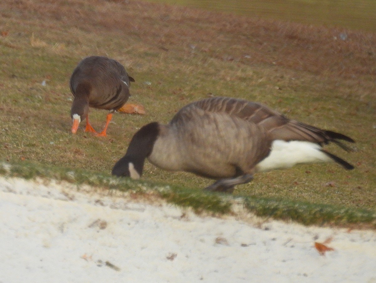 Oca lombardella - ML646610283