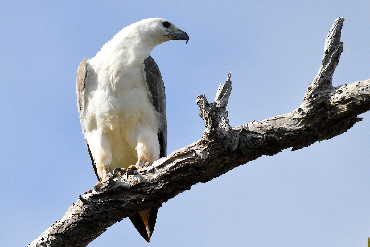 Pygargue blagre - ML646610285