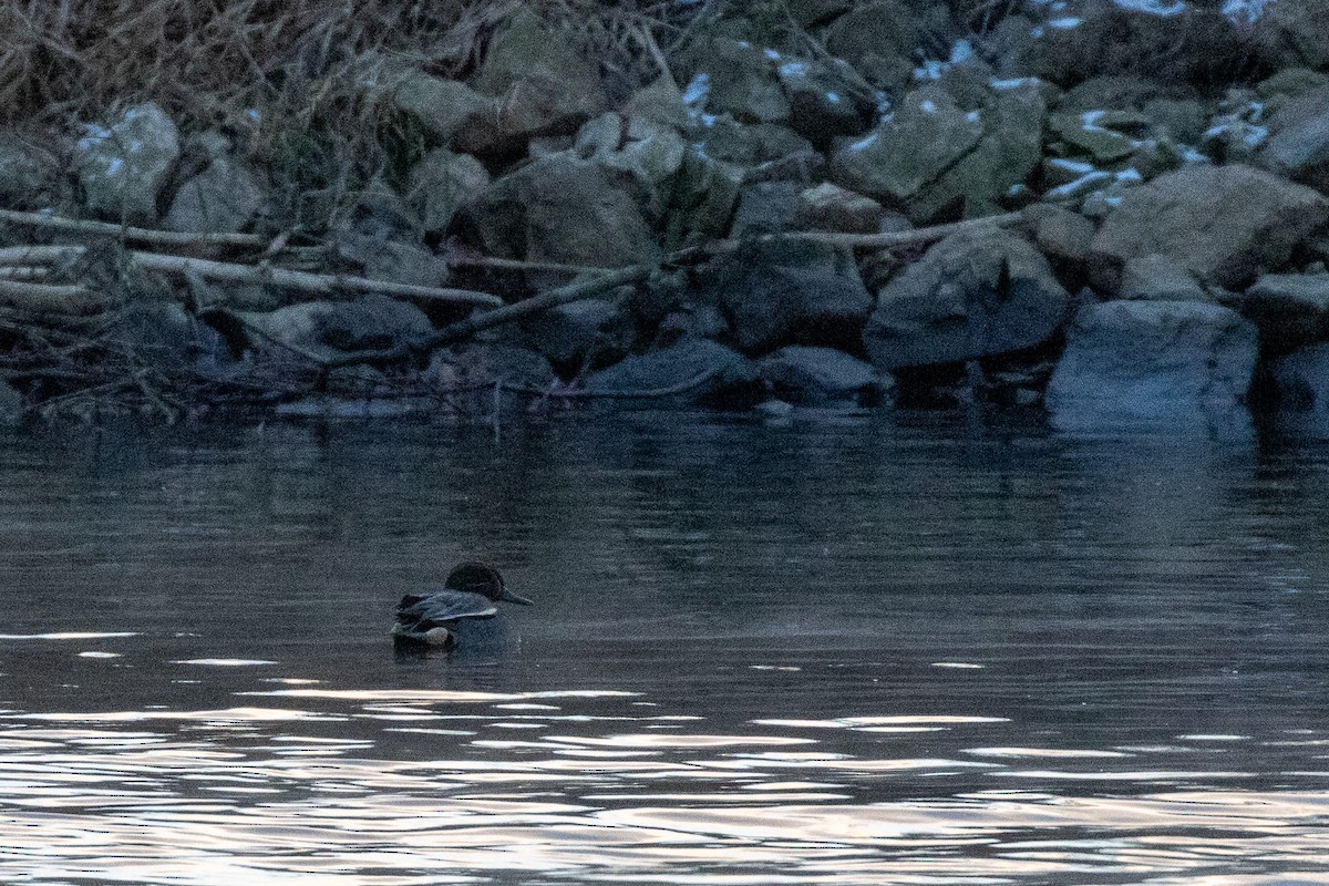 Чирок-свистунок (Евразийский) - ML646610287