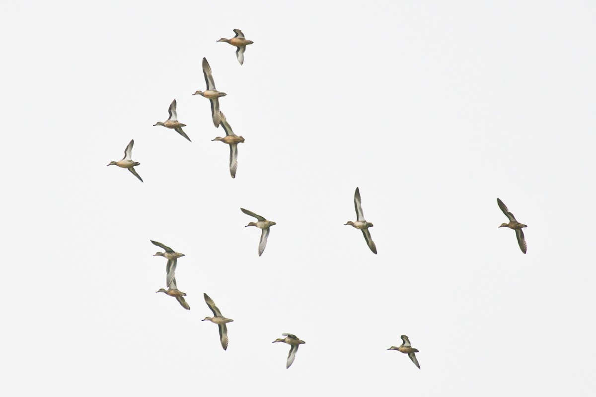 Garganey - ML646610288