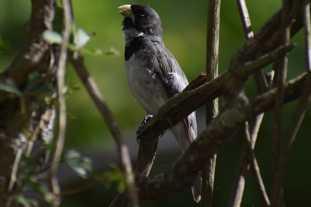 Double-collared Seedeater - ML646610289
