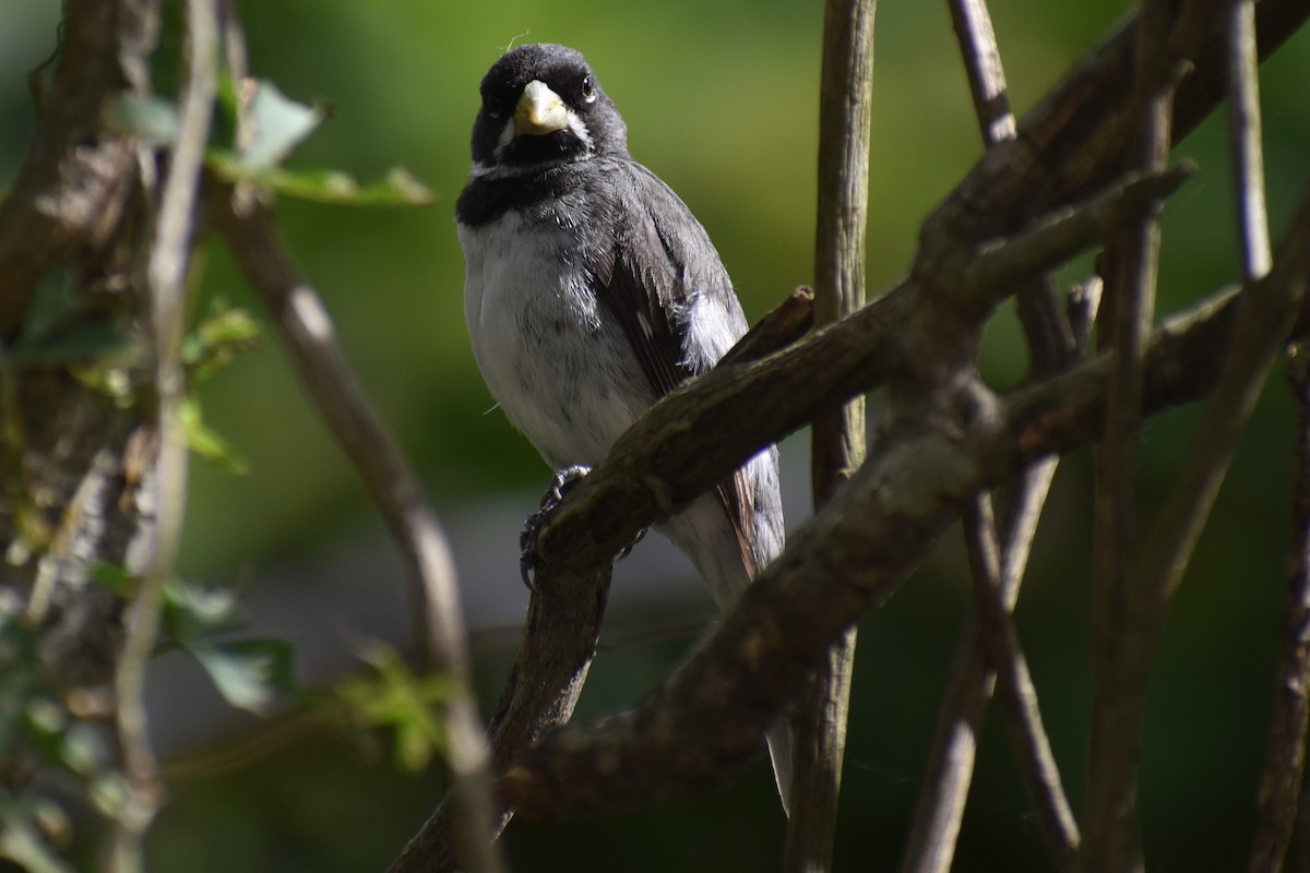 Double-collared Seedeater - ML646610290