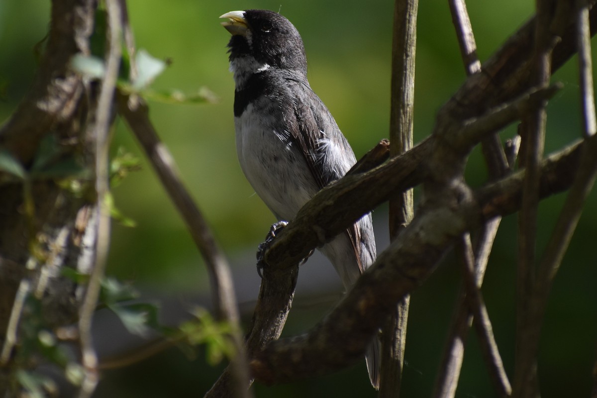 Double-collared Seedeater - ML646610291