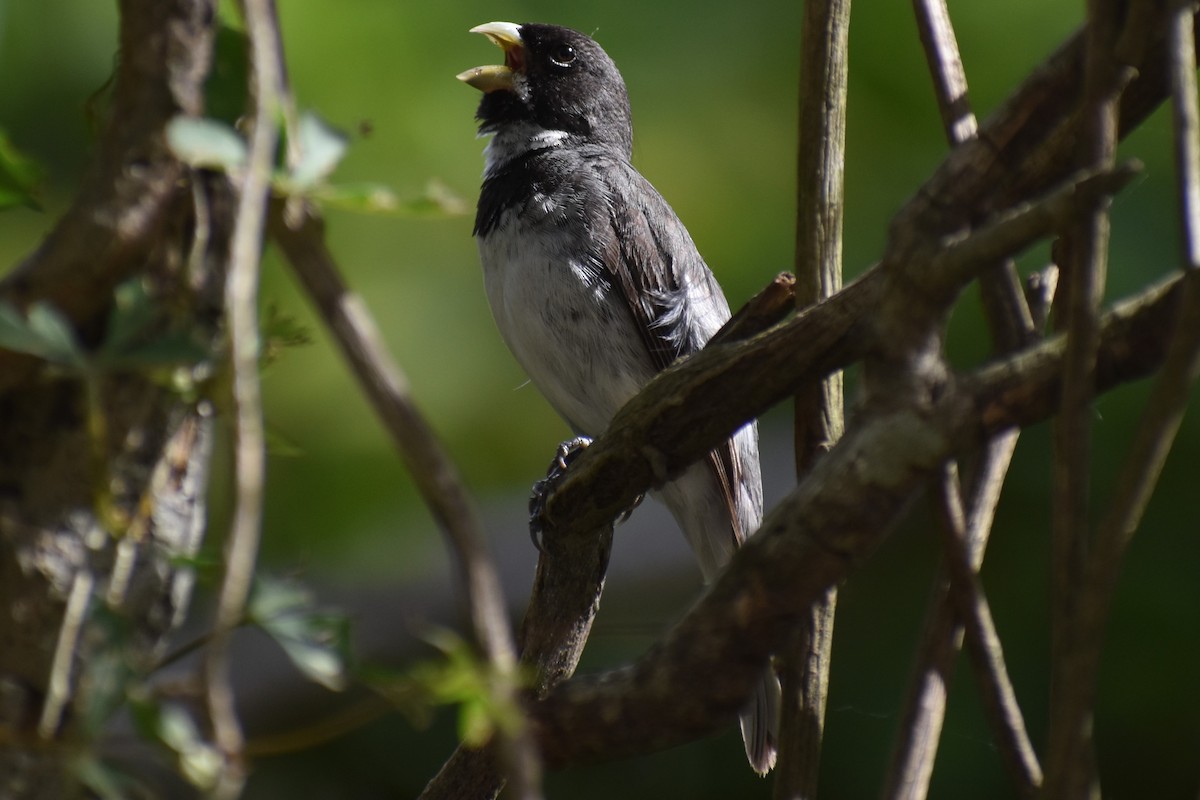 Double-collared Seedeater - ML646610292