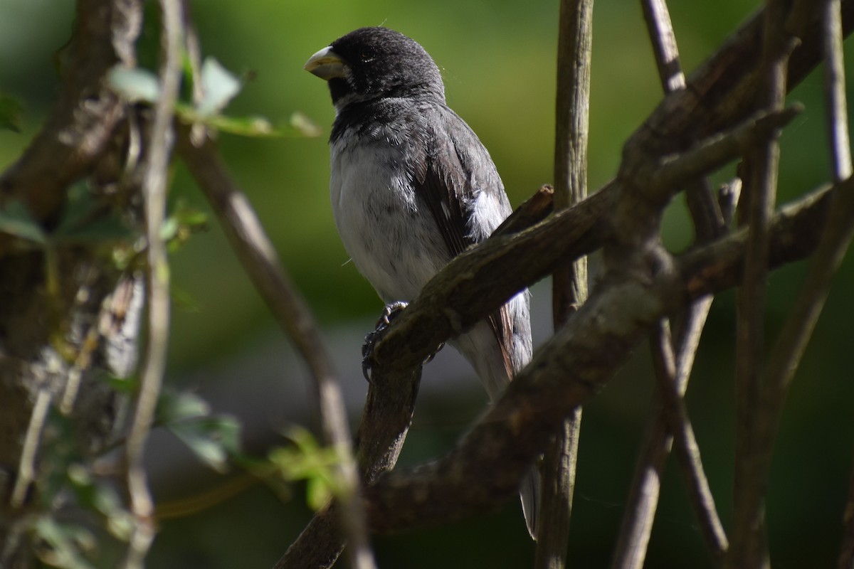 Double-collared Seedeater - ML646610293