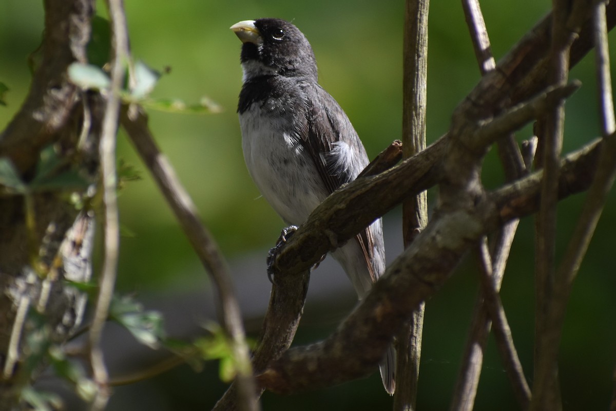 Double-collared Seedeater - ML646610294