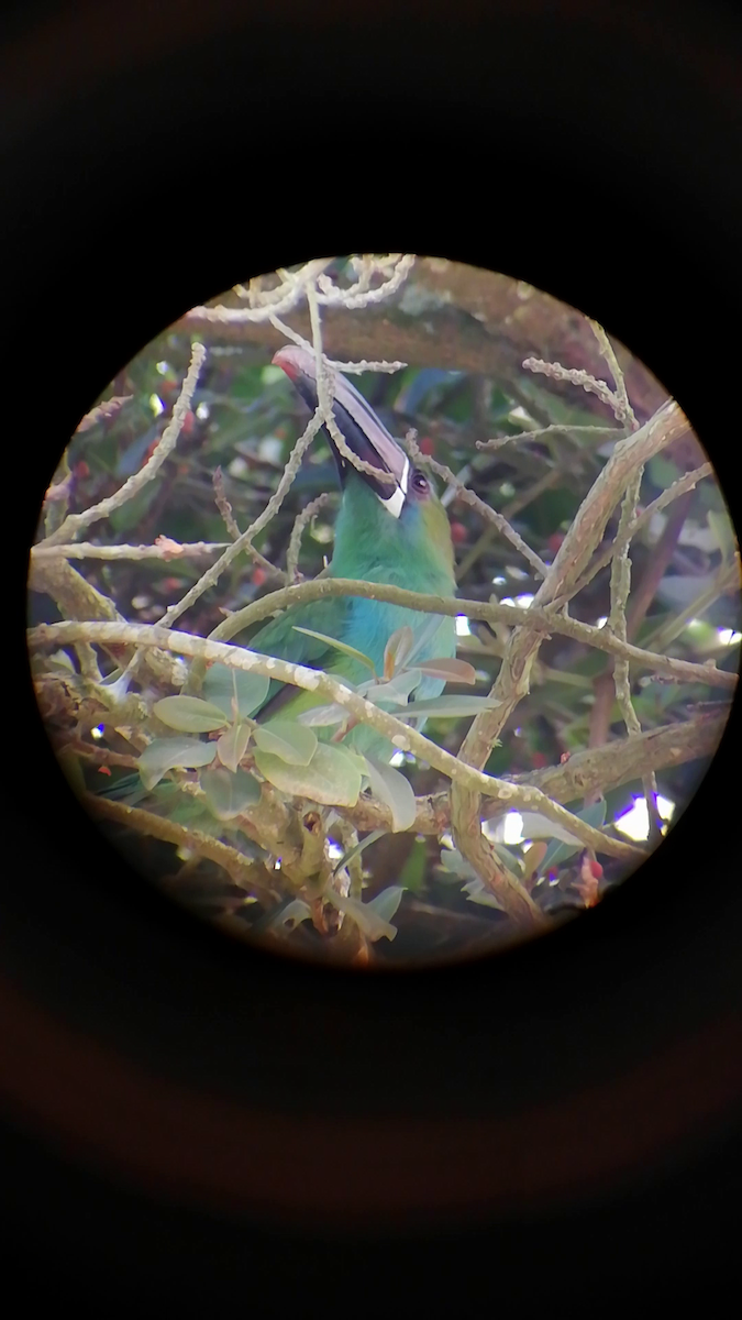 Crimson-rumped Toucanet - ML646610295