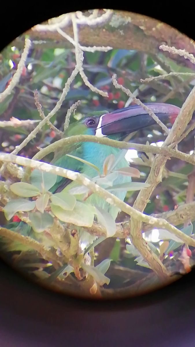 Crimson-rumped Toucanet - ML646610296