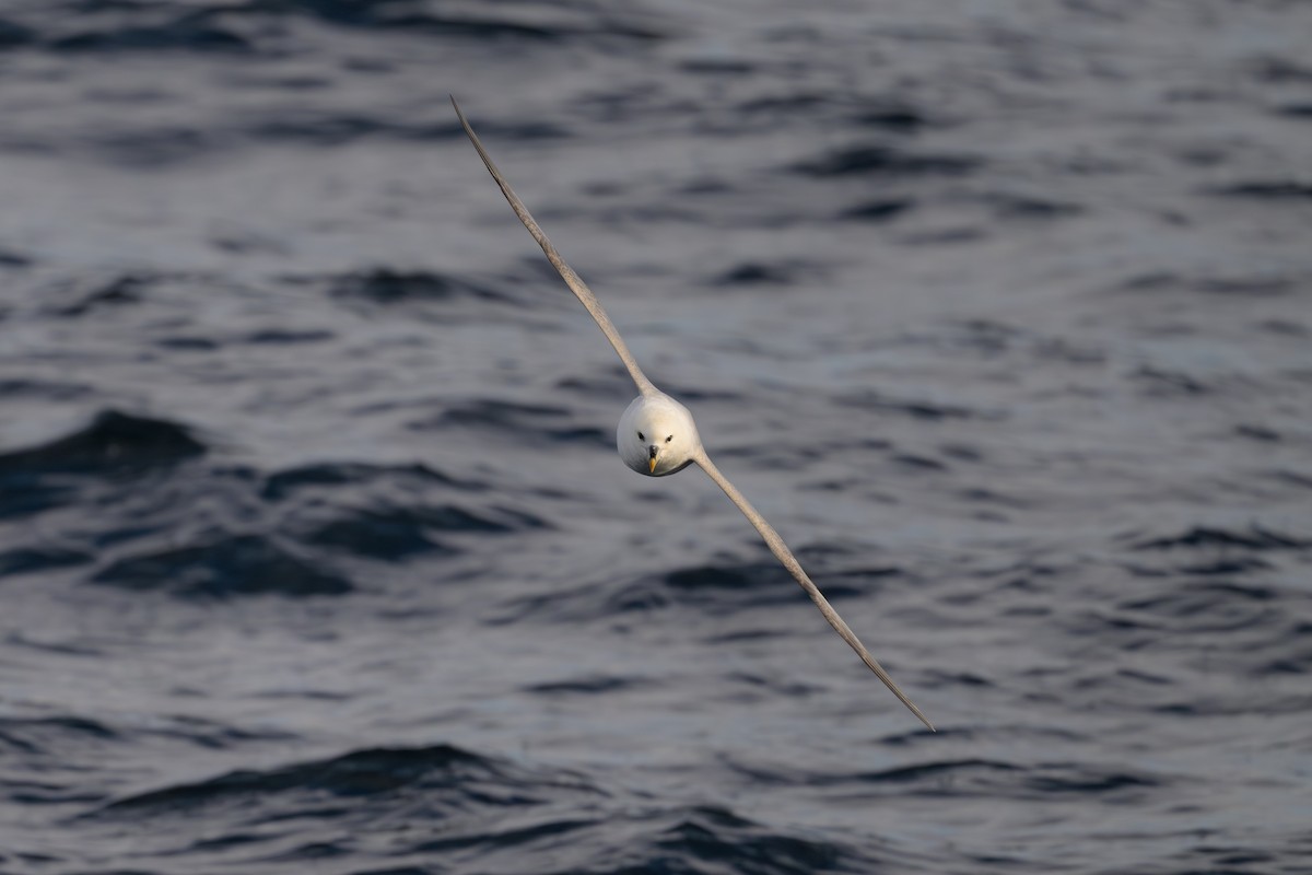 Northern Fulmar - ML646610297