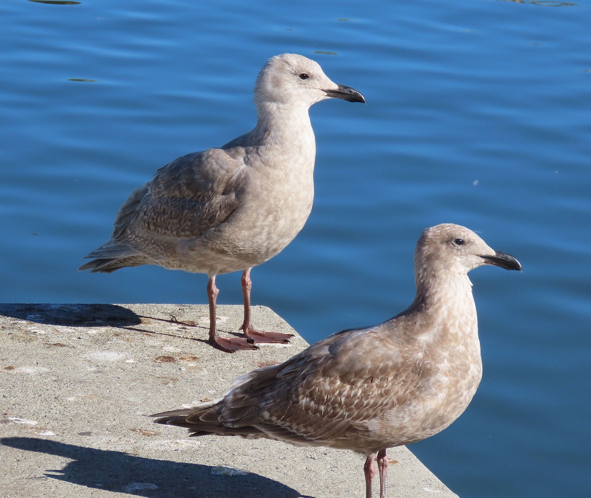 West- x Beringmöwe (Hybrid) - ML646610298