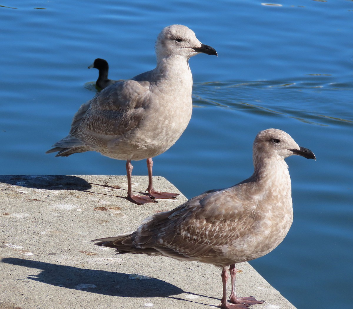 West- x Beringmöwe (Hybrid) - ML646610299