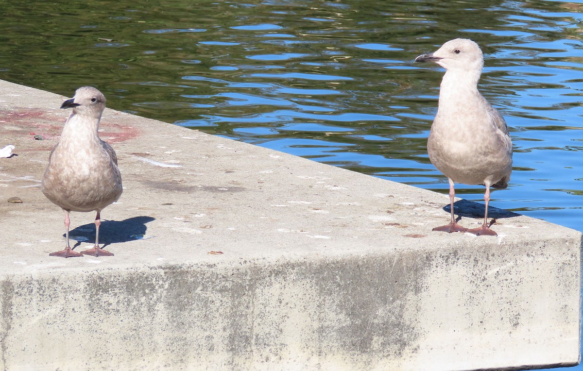West- x Beringmöwe (Hybrid) - ML646610301