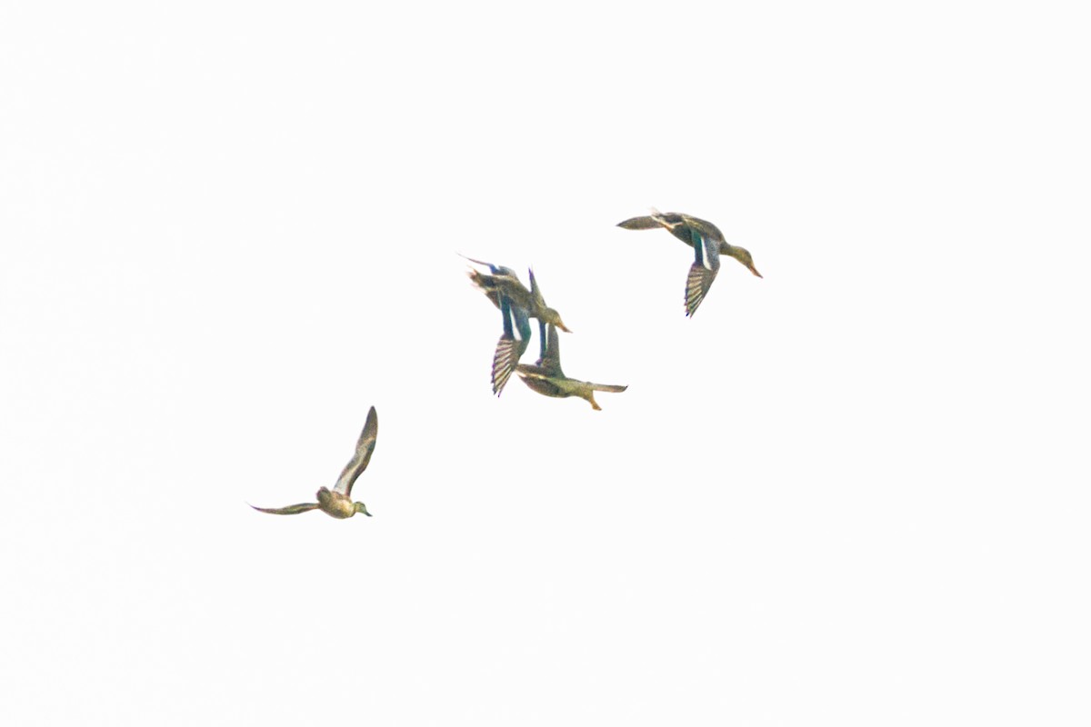 Northern Shoveler - ML646610303