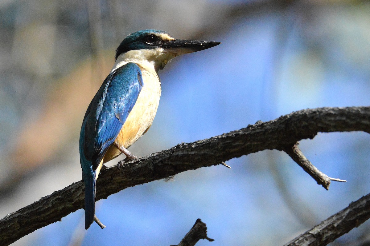 Martin-chasseur sacré - ML646610304