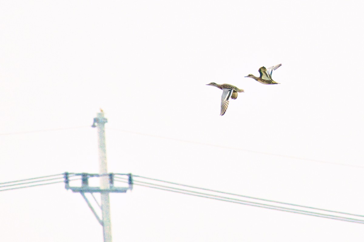 Garganey - ML646610308