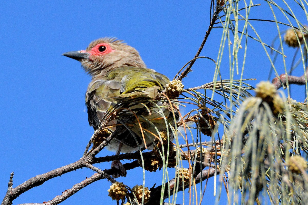 Sphécothère de Vieillot - ML646610310