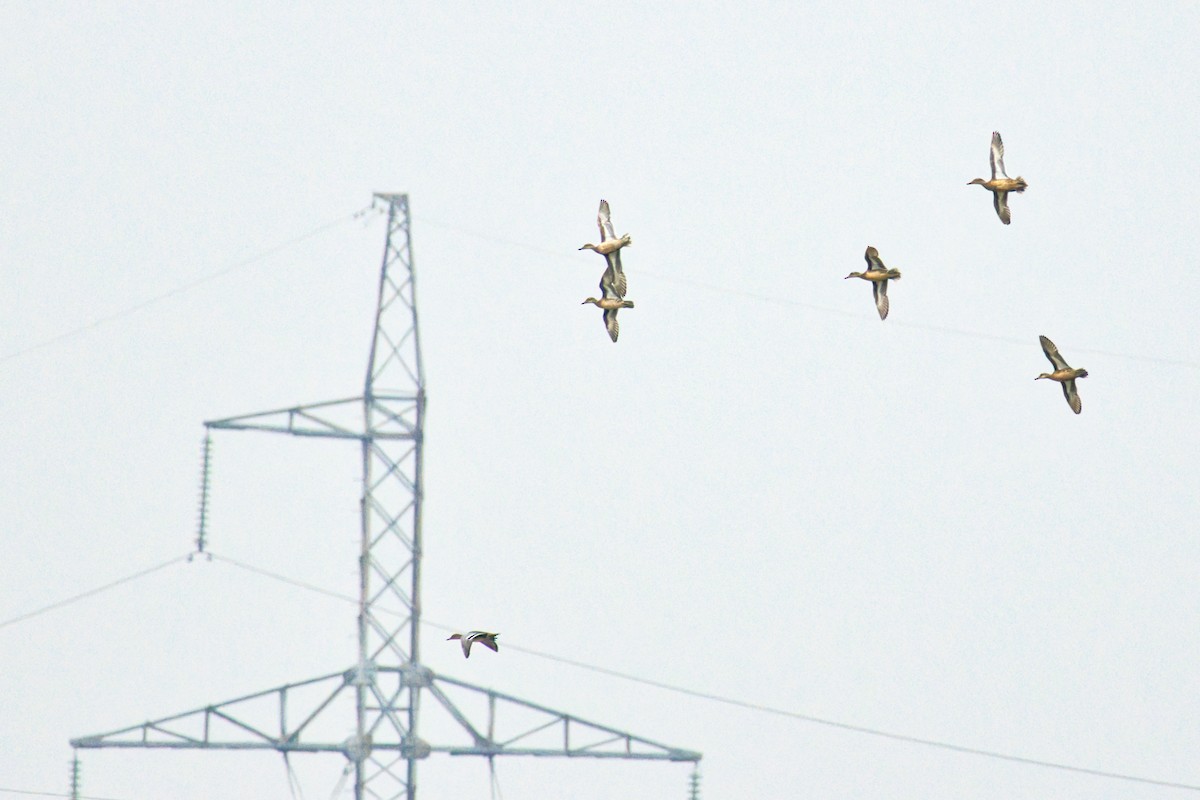 Garganey - ML646610313